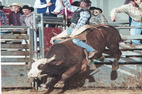 Bull riding at 11 Point Showdown