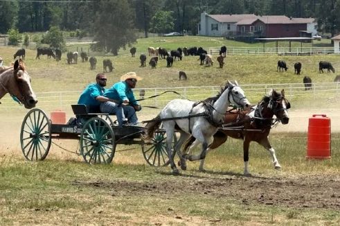 Chuck wagon racing at 11 Point Showdown