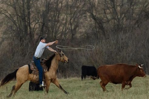 Pasture roping at 11 Point Showdown